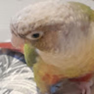 Meet your Posher, Simp